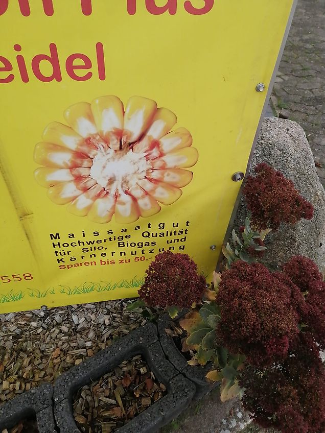 Hatzenbichler Eisenring 112cm Durchmesser 6 cm höhe ideal auch als Adventskranz oder Grundgestell mit Eisenkreuz Gewicht ca 40kg ideal als ersatz für Gliederschleppe