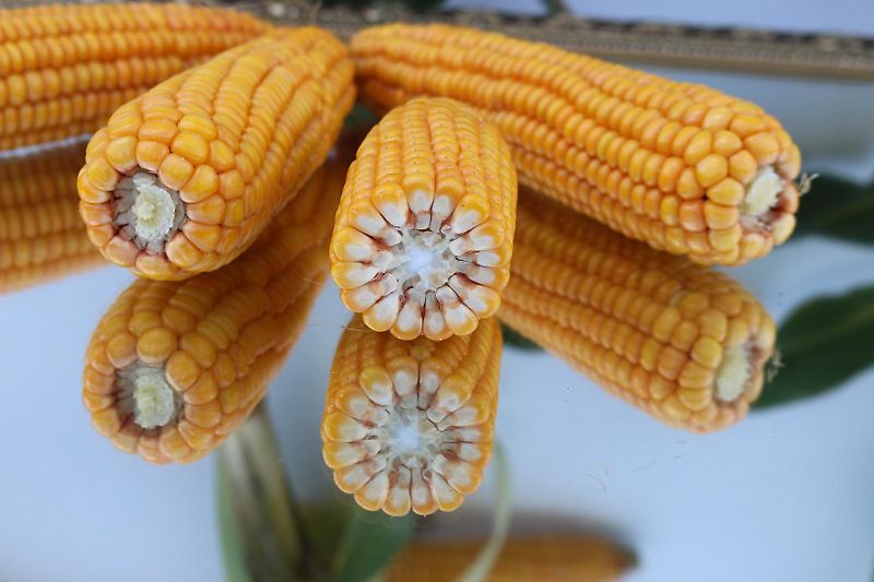 Howard Hubgerüst Orginal Howard passend für Fräse Kreiselegge Zinkenrotor Rotavator Orginal Hitch mit 2 Hubzylinder