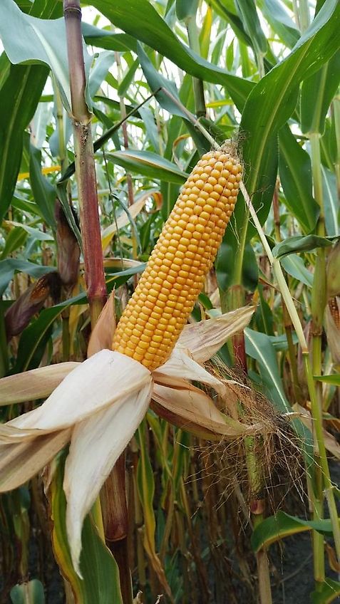 Howard Hubgerüst Orginal Howard passend für Fräse Kreiselegge Zinkenrotor Rotavator Orginal Hitch mit 2 Hubzylinder