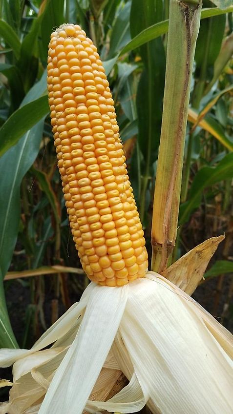 Howard Hubgerüst Orginal Howard passend für Fräse Kreiselegge Zinkenrotor Rotavator Orginal Hitch mit 2 Hubzylinder