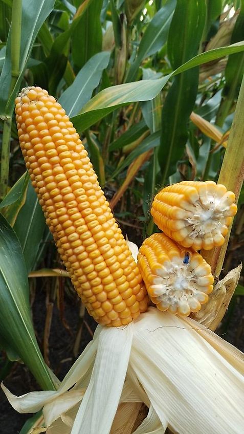 Howard Hubgerüst Orginal Howard passend für Fräse Kreiselegge Zinkenrotor Rotavator Orginal Hitch mit 2 Hubzylinder