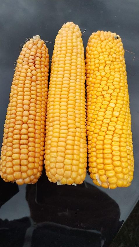 Howard Hubgerüst Orginal Howard passend für Fräse Kreiselegge Zinkenrotor Rotavator Orginal Hitch mit 2 Hubzylinder