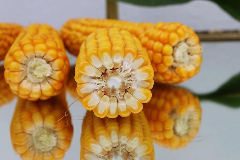 Howard Klappahmen 6 m hydraulische Klappung mit Stützrädern zur Spurführung 100 mm Vierkant 2 Fach Klappung Zur Optimierung von Anbaumethoden